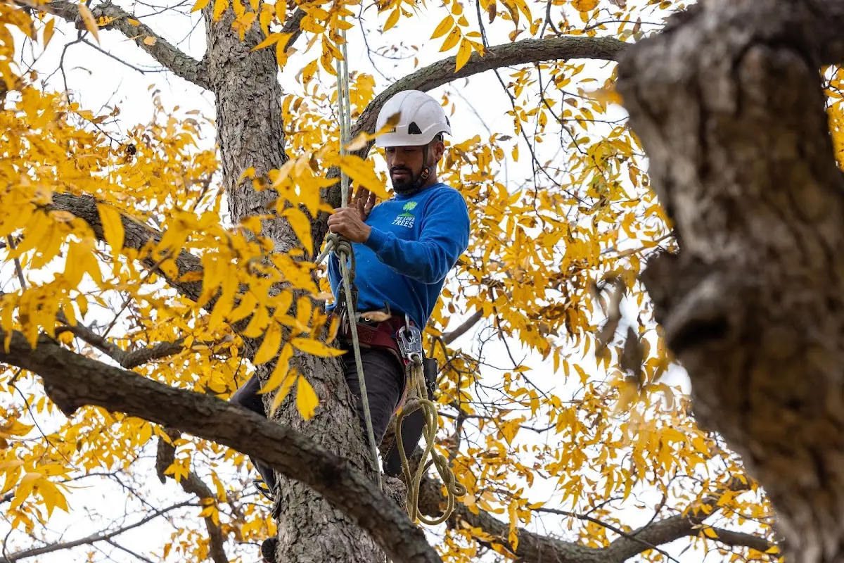 Skilled Tree Pruning crew working in Westtown